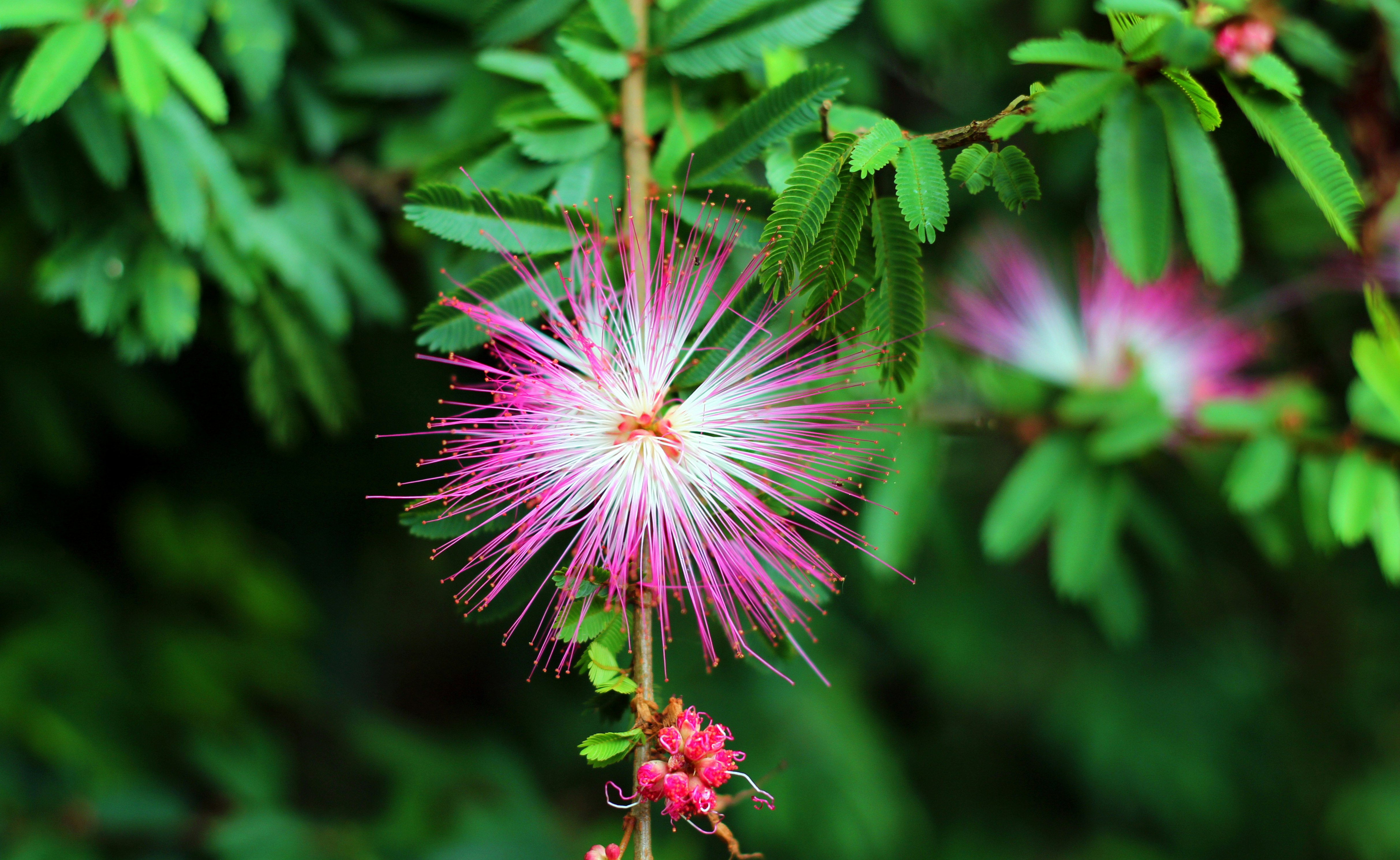 pink flower